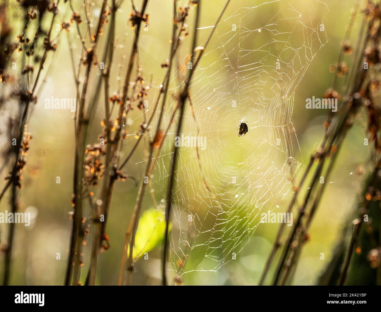 A backlit spiders web and spider in Ambleside, Lake District, UK Stock ...