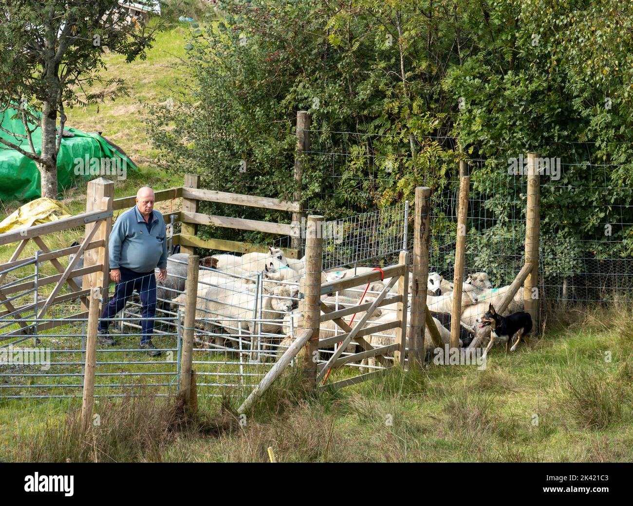 Sheep in a pen in Ambleside, Lake District, UK. Stock Photo