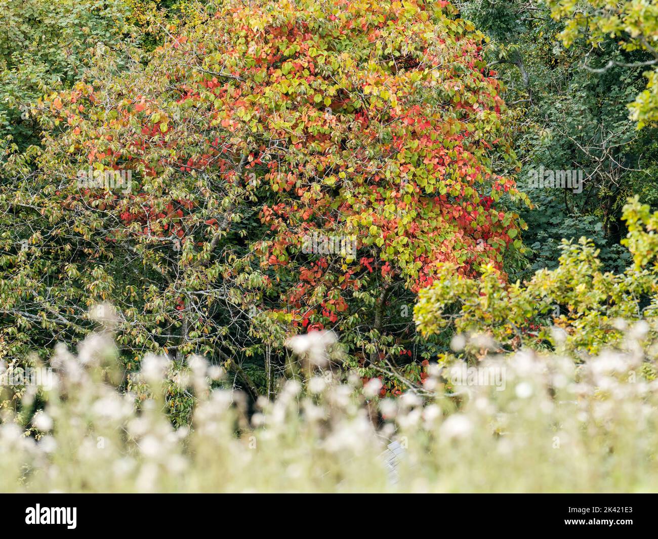 Autumn vegetation in Ambleside, Lake District, UK. Stock Photo
