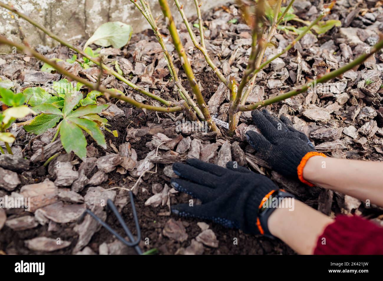 Gardener mulching fall garden with pine wood chips mulch. Woman puts