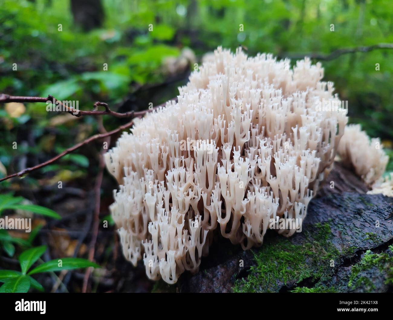 Wild mushroom of Artomyces Pyxidatus or Coral Fungi in autumn forest Stock Photo