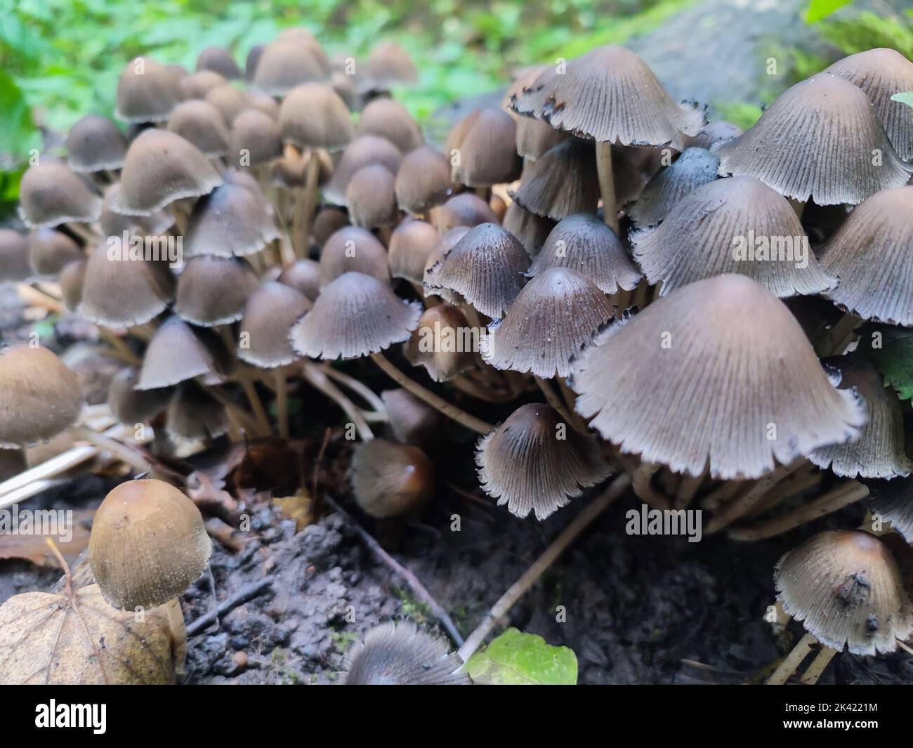 Group of Coprinellus Disseminatus mushrooms or Fairy Inkcap in wild autumn forest Stock Photo