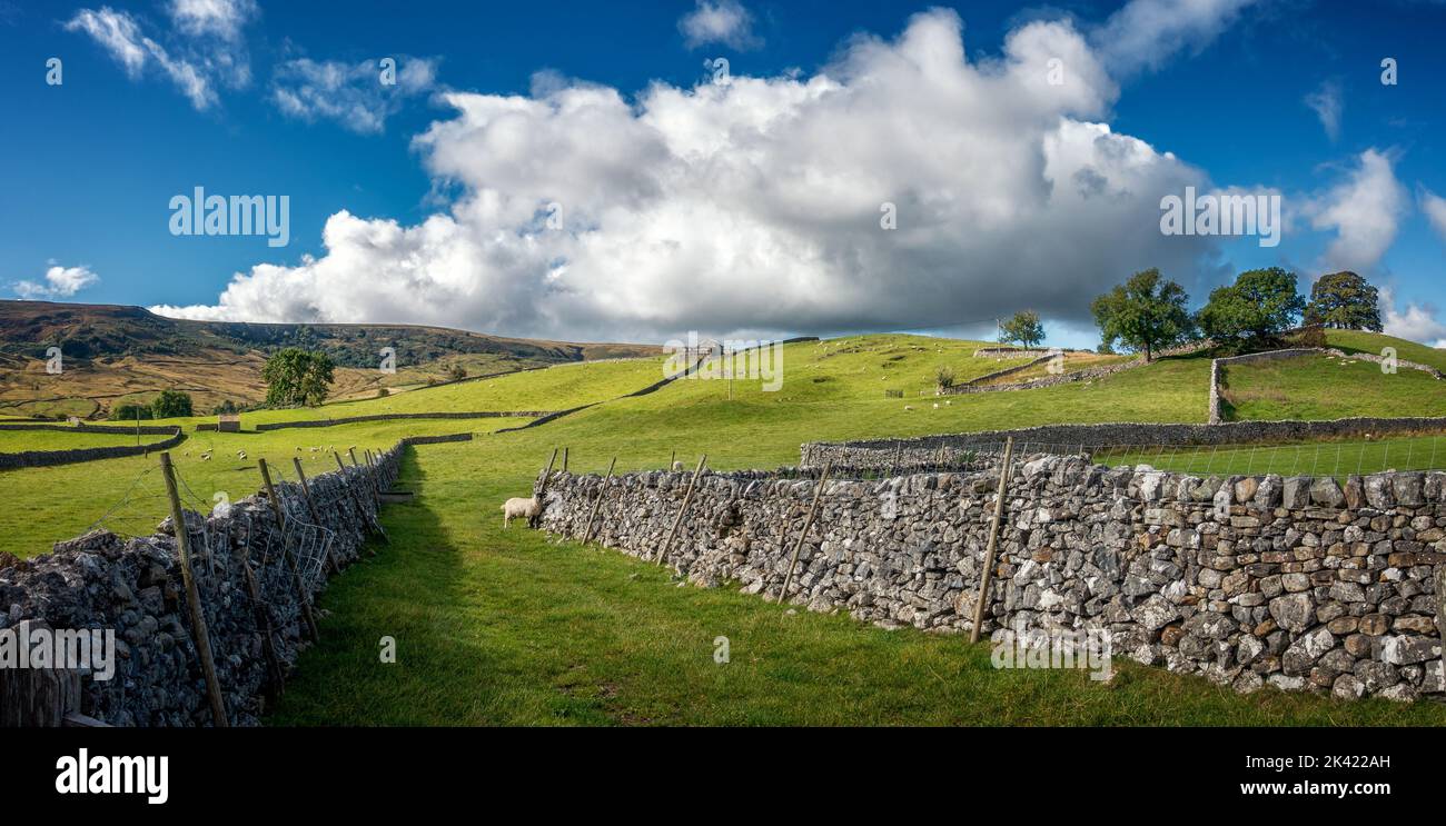 Stunning and vibrant panoramic view of moorland hills on walks and cycles near Burnsall with limestone drystone walls leading into sheep grazing field Stock Photo