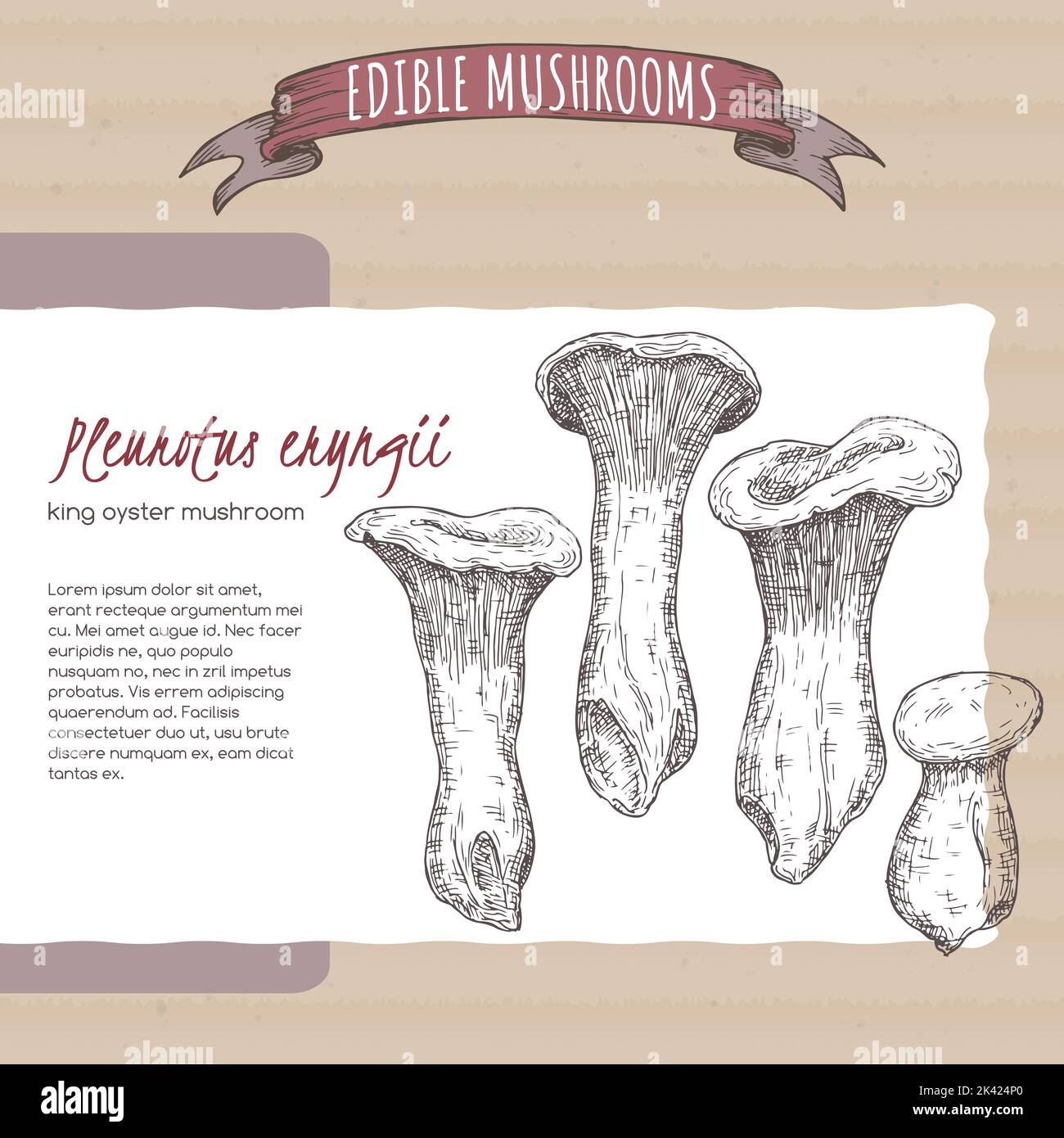 Pleurotus eryngii aka king oyster mushroom sketch on cardboard background. Edible mushrooms series. Stock Vector