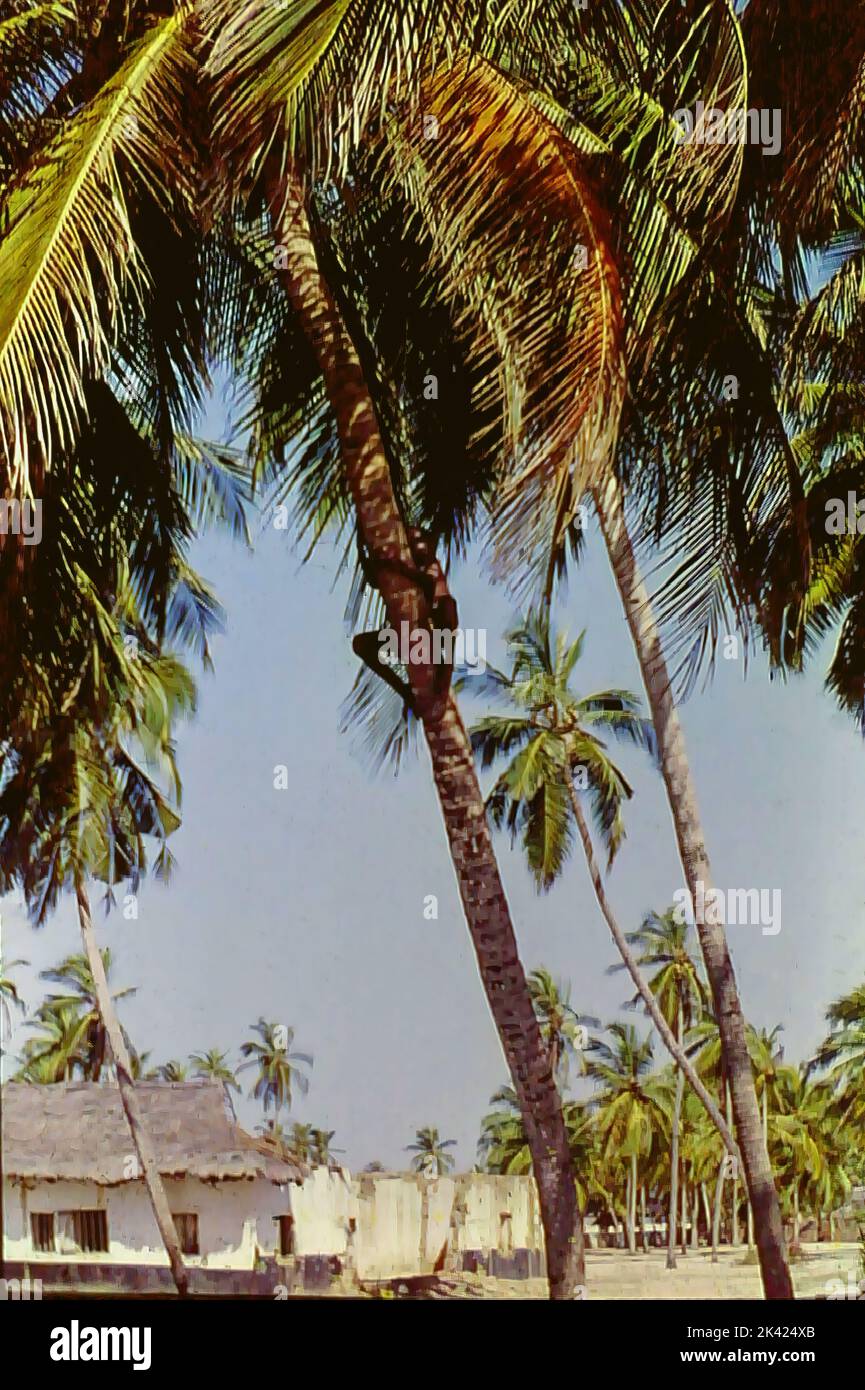 A young local man climbing a palm tree in the Ada Region of Ghana, c ...
