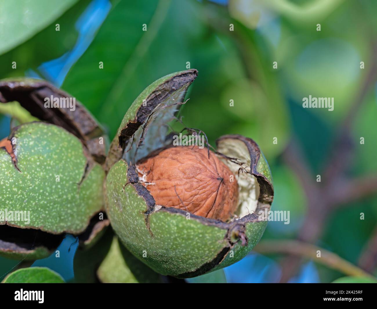 Walnuts on the tree in a closeup Stock Photo