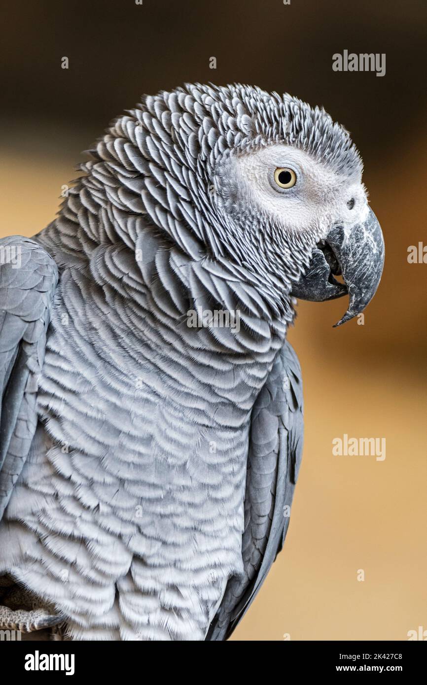 Congo grey parrot / Congo African grey parrot / African grey parrot (Psittacus erithacus / Psittacus cinereus) close-up portrait Stock Photo