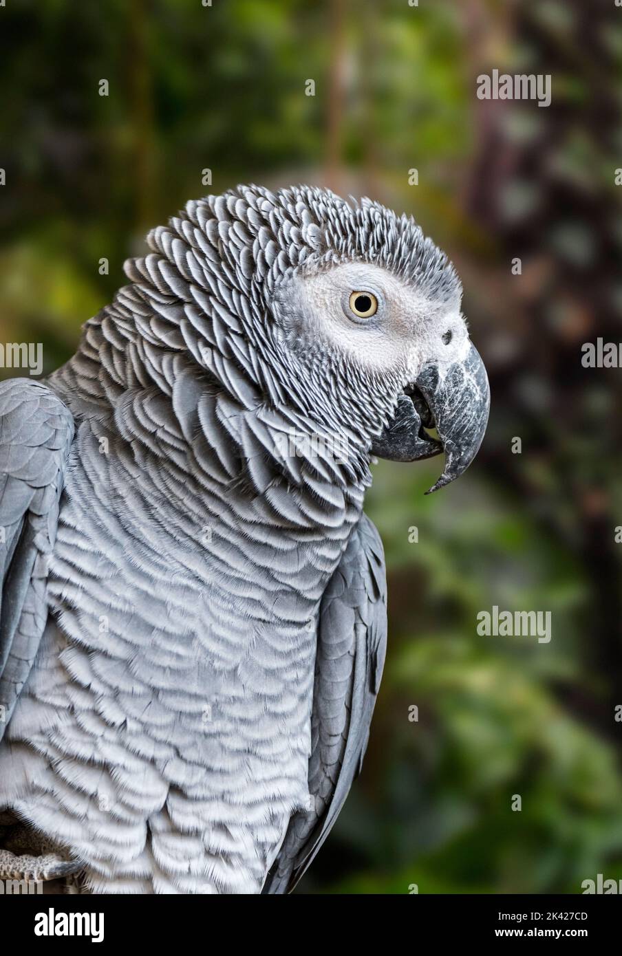 Congo grey parrot / Congo African grey parrot / African grey parrot (Psittacus erithacus / Psittacus cinereus) close-up portrait in forest Stock Photo