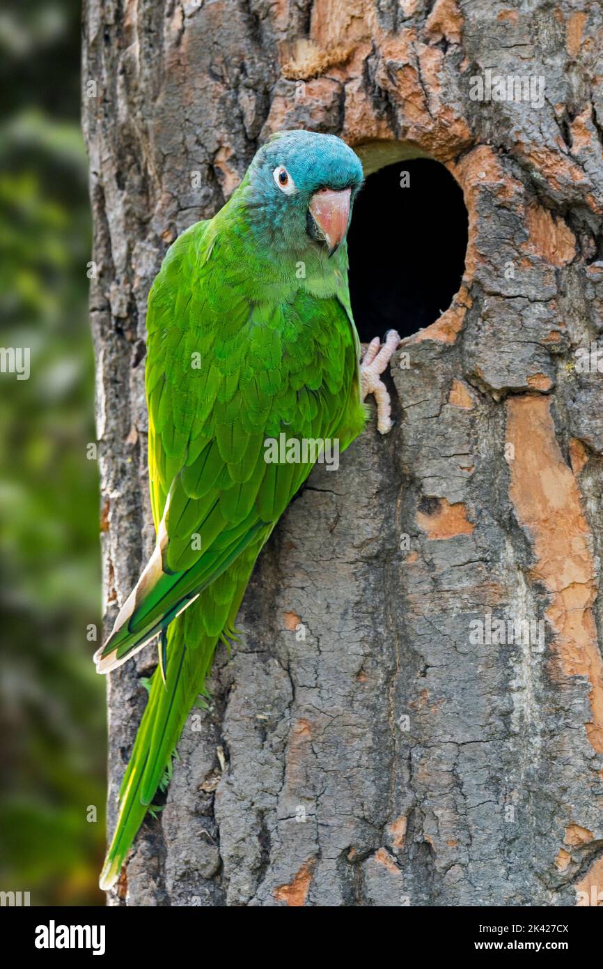 Blue-crowned parakeet / blue-crowned conure / sharp-tailed conure (Thectocercus acuticaudatus) at nest in tree, Neotropical parrot of South America Stock Photo