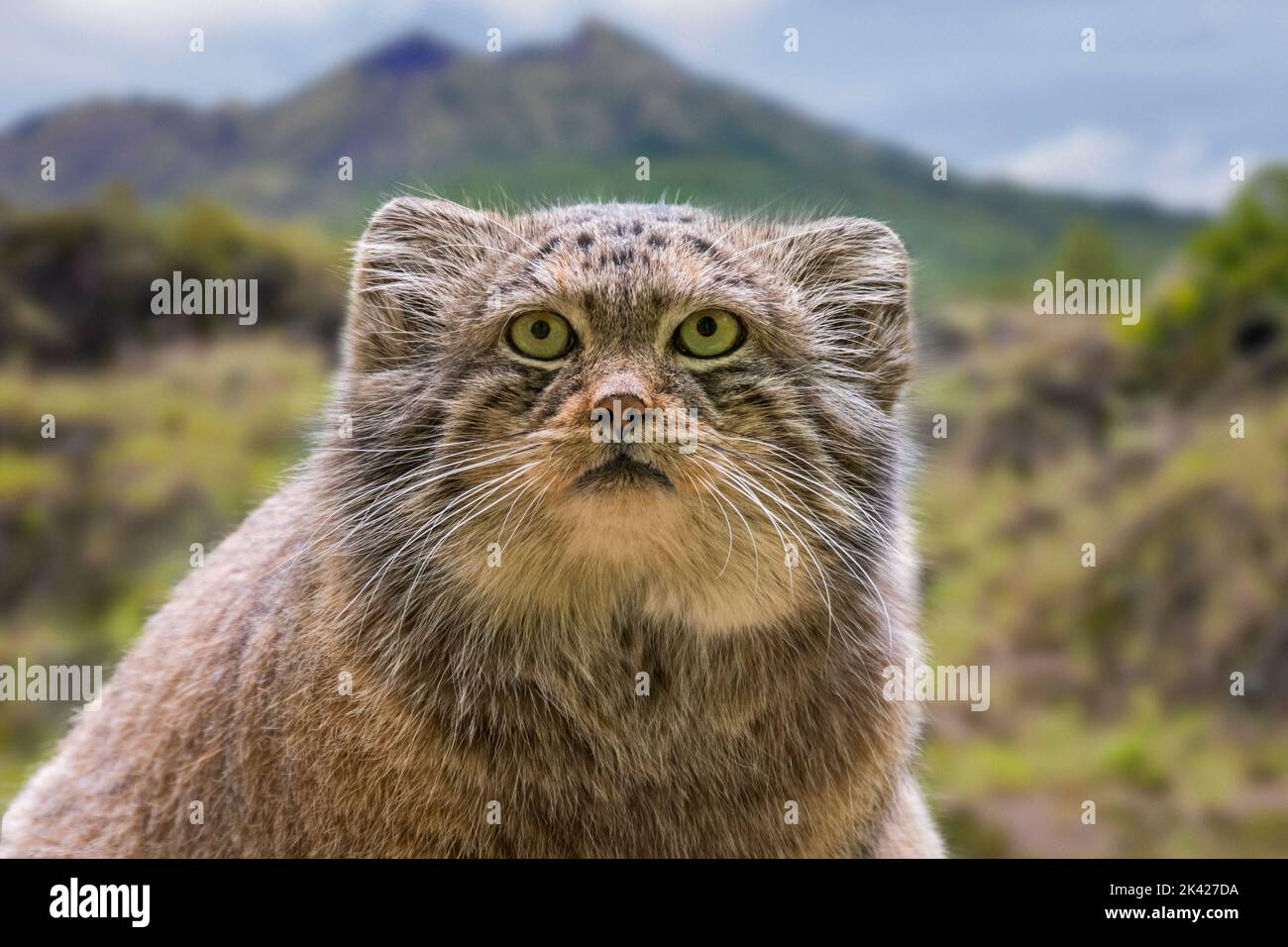 Pallas's cat / manul (Otocolobus manul) wild cat native to the Caucasus, Central Asia, Mongolia and the Tibetan Plateau. Digital composite Stock Photo