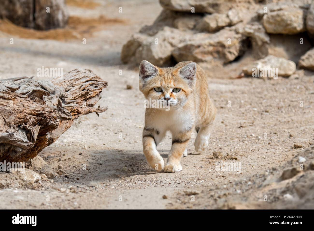 Sand cat (Felis margarita), wild cat native to the sandy and stony deserts of North Africa, the Arabian Peninsula, Pakistan and the Middle East Stock Photo