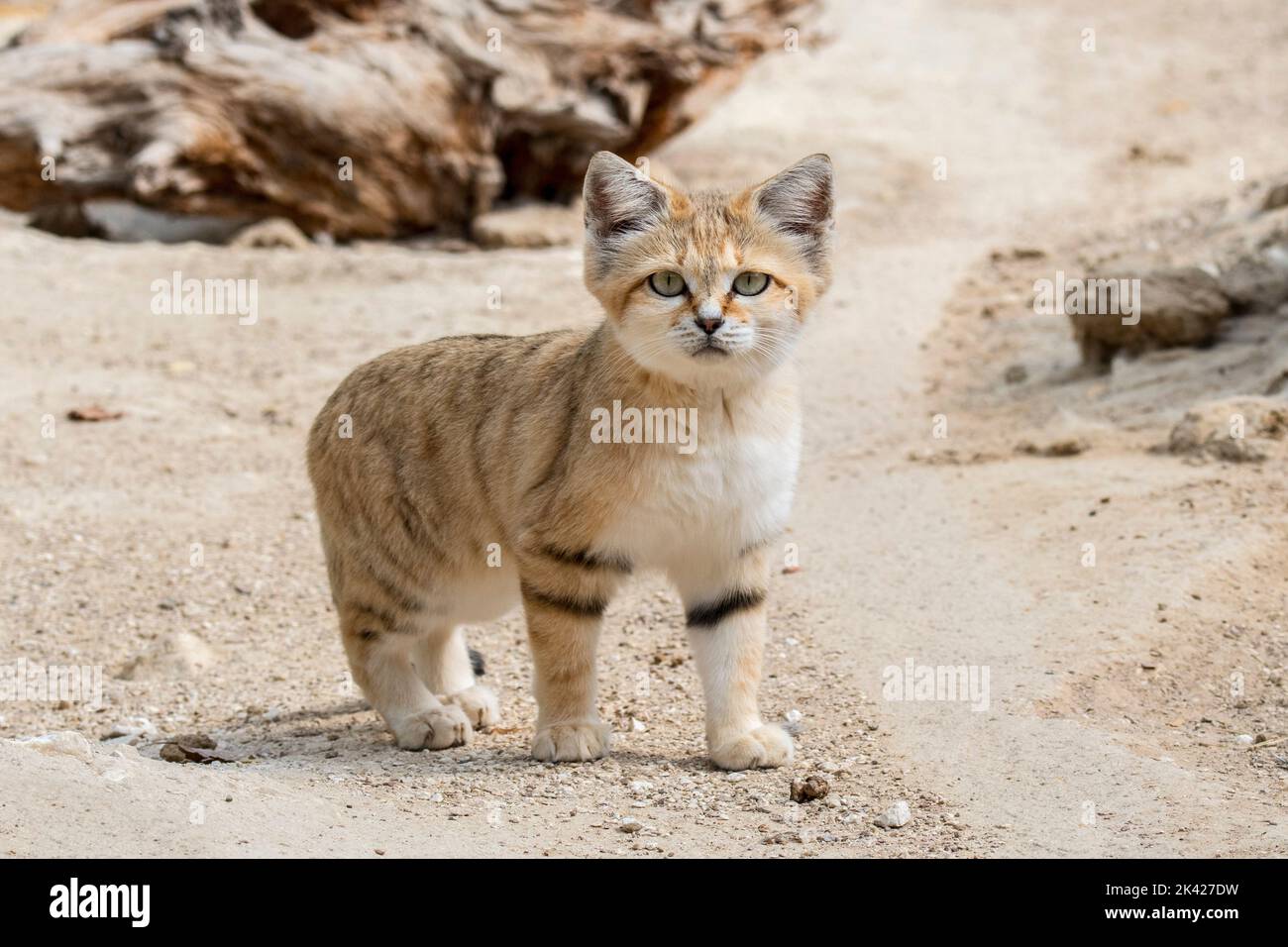 Sand cat (Felis margarita), wild cat native to the sandy and stony deserts of North Africa, the Arabian Peninsula, Pakistan and the Middle East Stock Photo