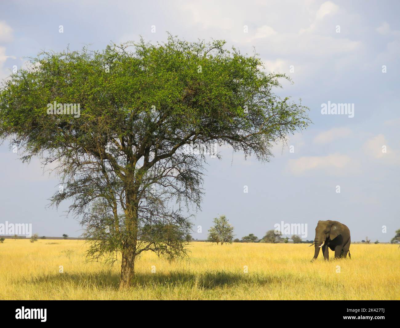 An Elephant on the Move in the Serengeti National Park Stock Photo