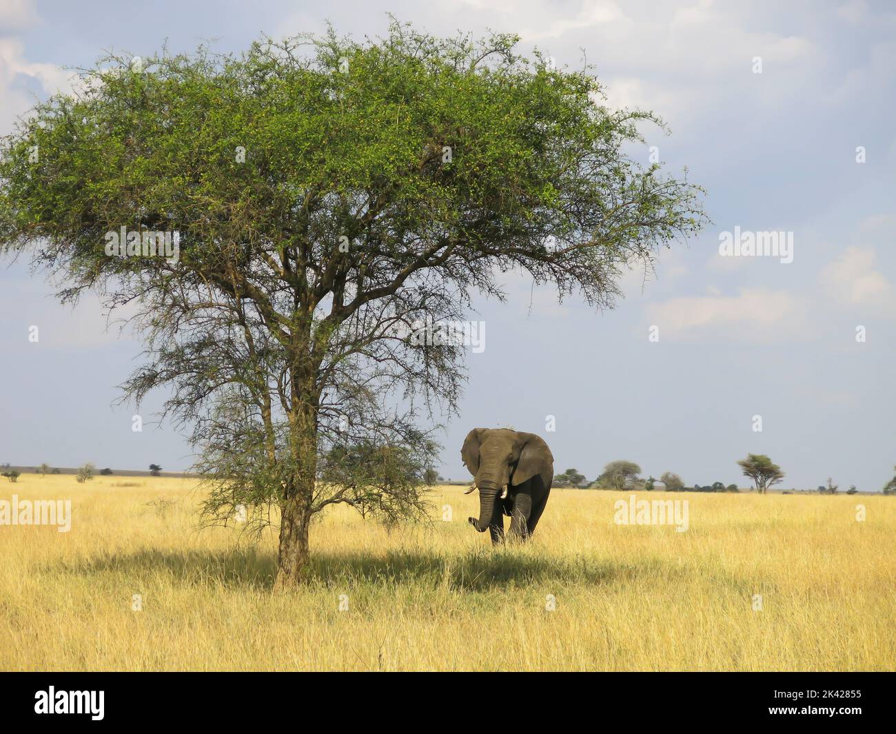 An Elephant on the Move in the Serengeti National Park Stock Photo