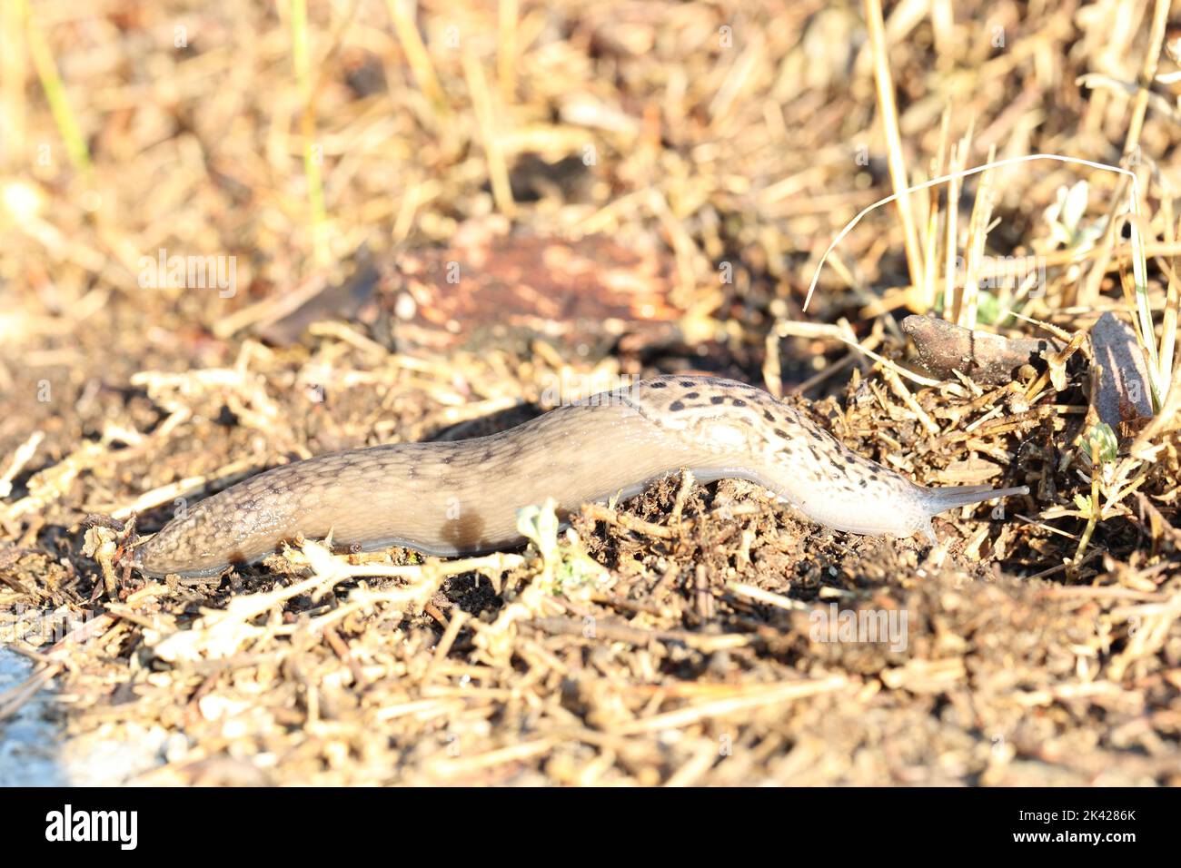 great grey slug or leopard slug on its way out of the sun Stock Photo
