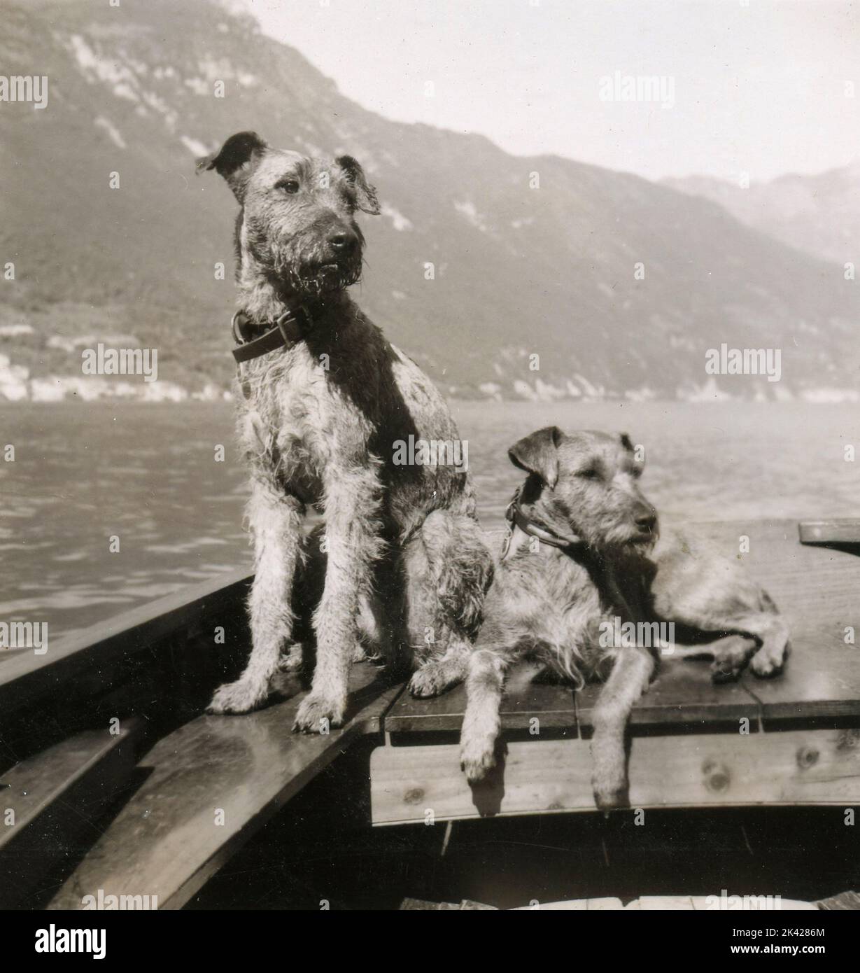Couple of dogs Airedale-like in a boat, Italy 1930s Stock Photo