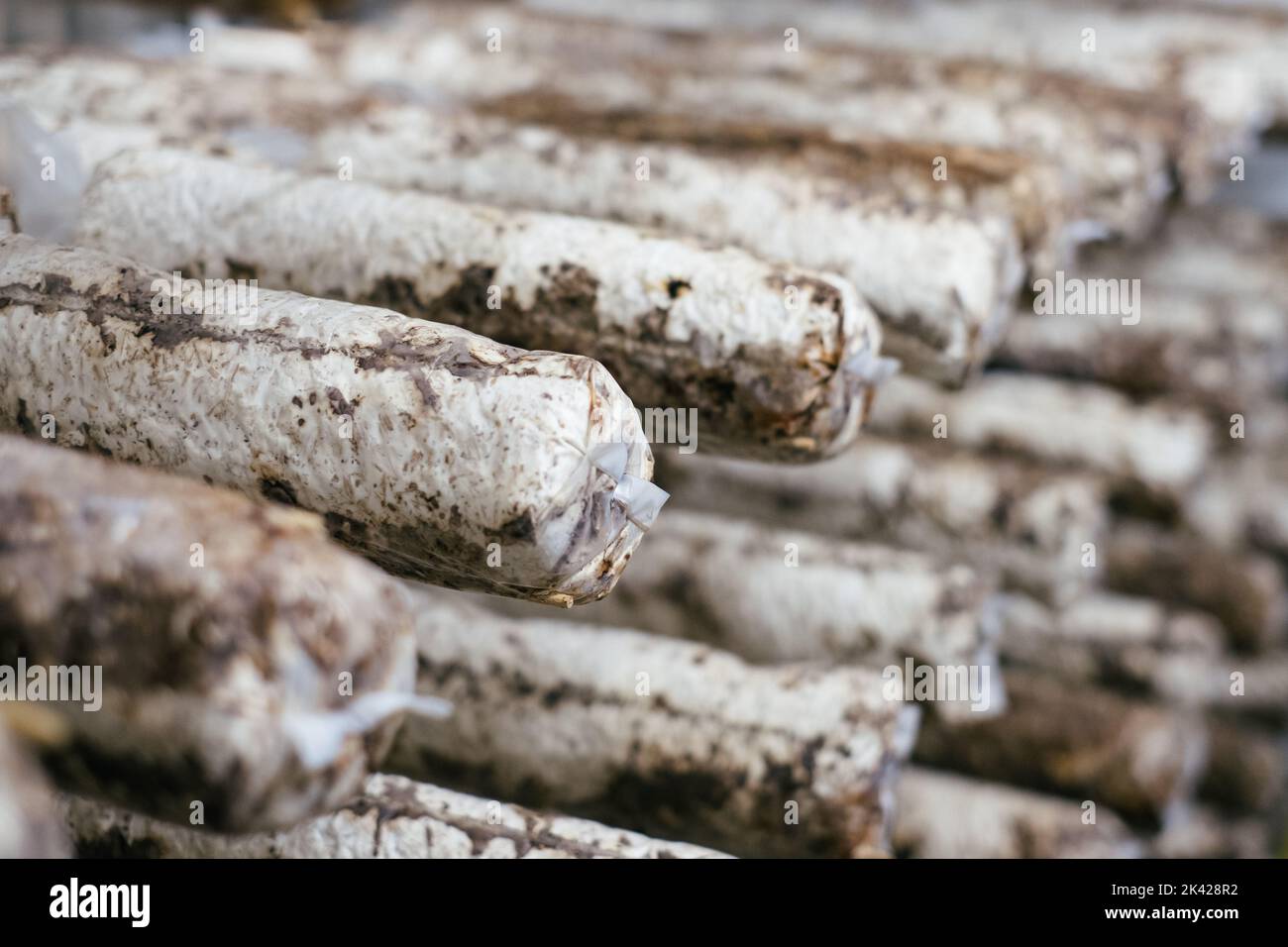 Natural substrate packs for cultivating mushrooms in vertical mushroom farm. Stock Photo