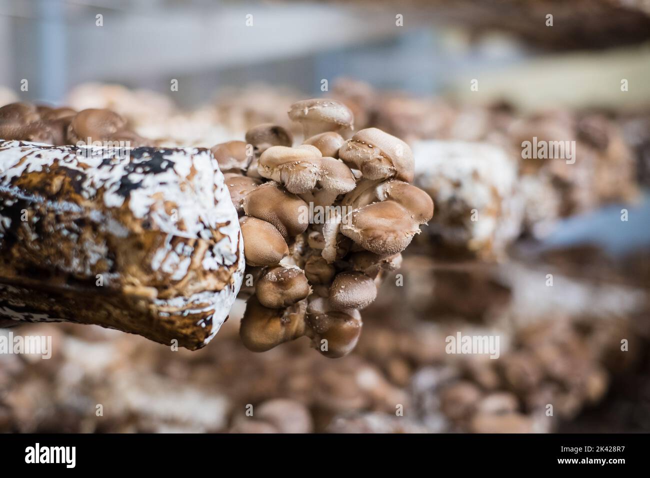 Shiitake mushrooms cultivated in vertical mushroom farm growing on substrate. Stock Photo