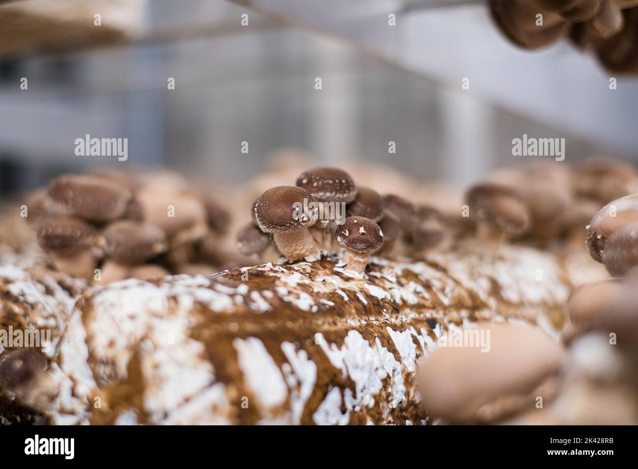 Shiitake mushrooms cultivated in vertical mushroom farm growing on substrate Stock Photo Alamy