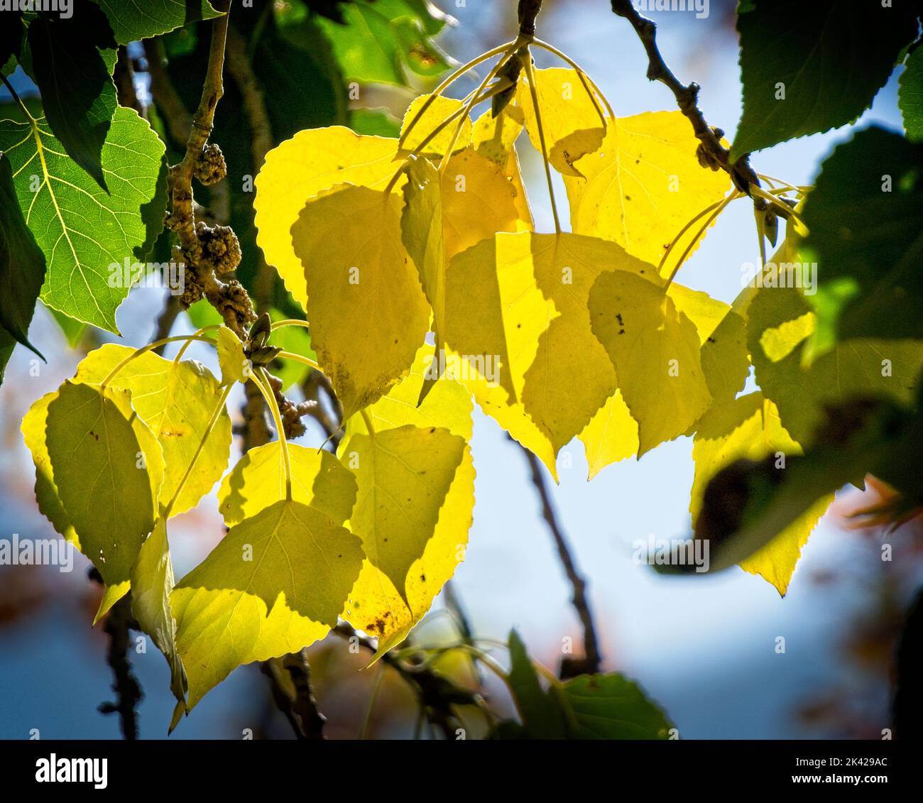 Autumn leaves Bowmont Park Calgary Alberta Stock Photo