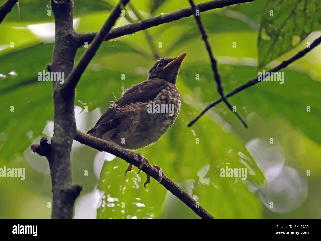 Sao Tome Thrush (Turdus olivaceofuscus) juvenile perched on branch, endemic species Sao Tome Island, Sao Tome and Principe.                September Stock Photo