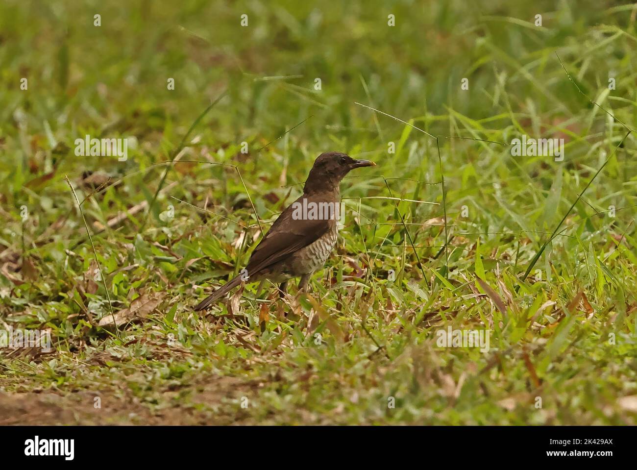 Sao Tome Thrush (Turdus olivaceofuscus) adult foraging on woodland track, endemic species Sao Tome Island, Sao Tome and Principe.                Septe Stock Photo