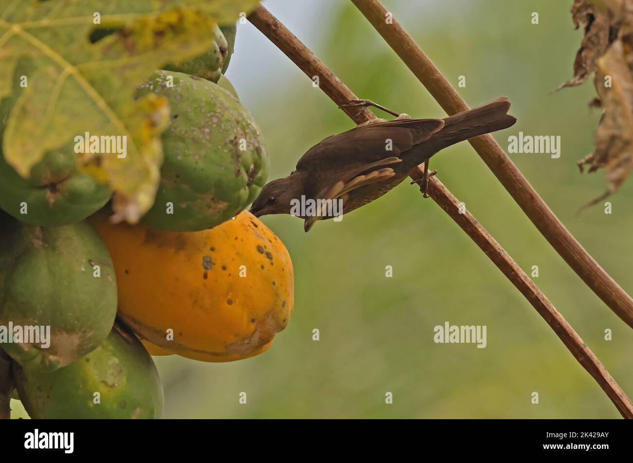 Sao Tome Thrush (Turdus olivaceofuscus) adult feeding on fruiting tree, endemic species Sao Tome Island, Sao Tome and Principe.                Septemb Stock Photo