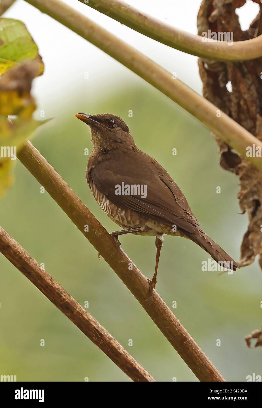 Sao Tome Thrush (Turdus olivaceofuscus) adult dult perched on stem, endemic species Sao Tome Island, Sao Tome and Principe.                September Stock Photo