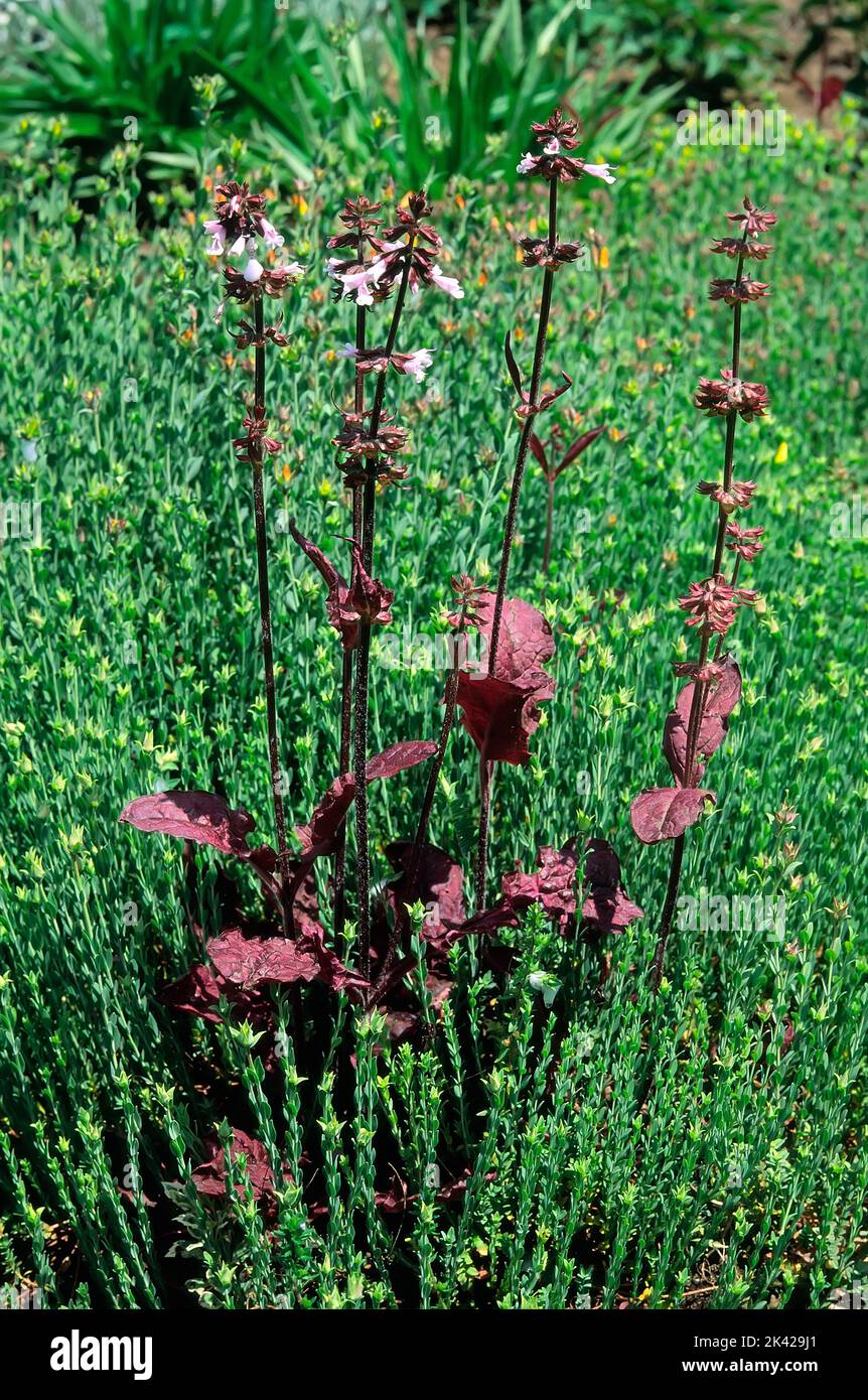 lyreleaf sage (Salvia lyrata cv. Purple knockout); Lamiaceae; perennial herb; purple leaves