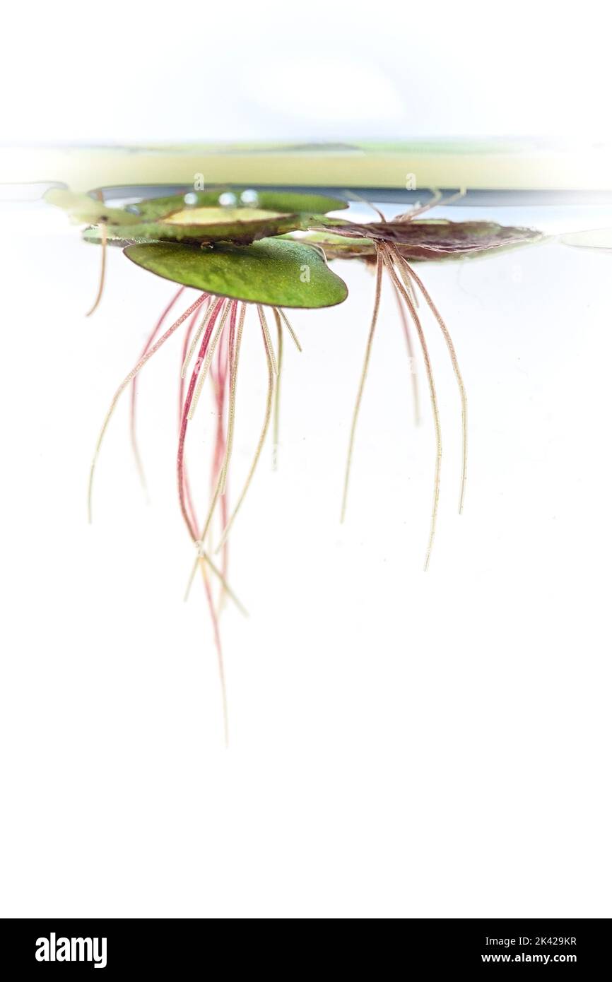 Common duckmeat (Spirodela polyrhiza). Spontaneous floating plant. Stock Photo