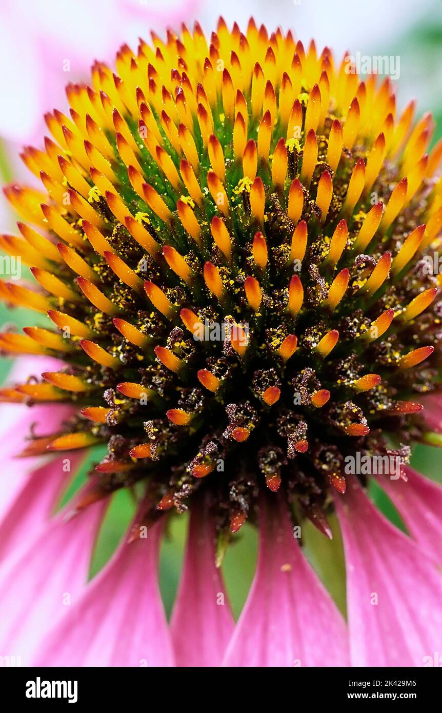 Coneflower (Echinacea angustifolia). Detail of the disc flower Stock Photo