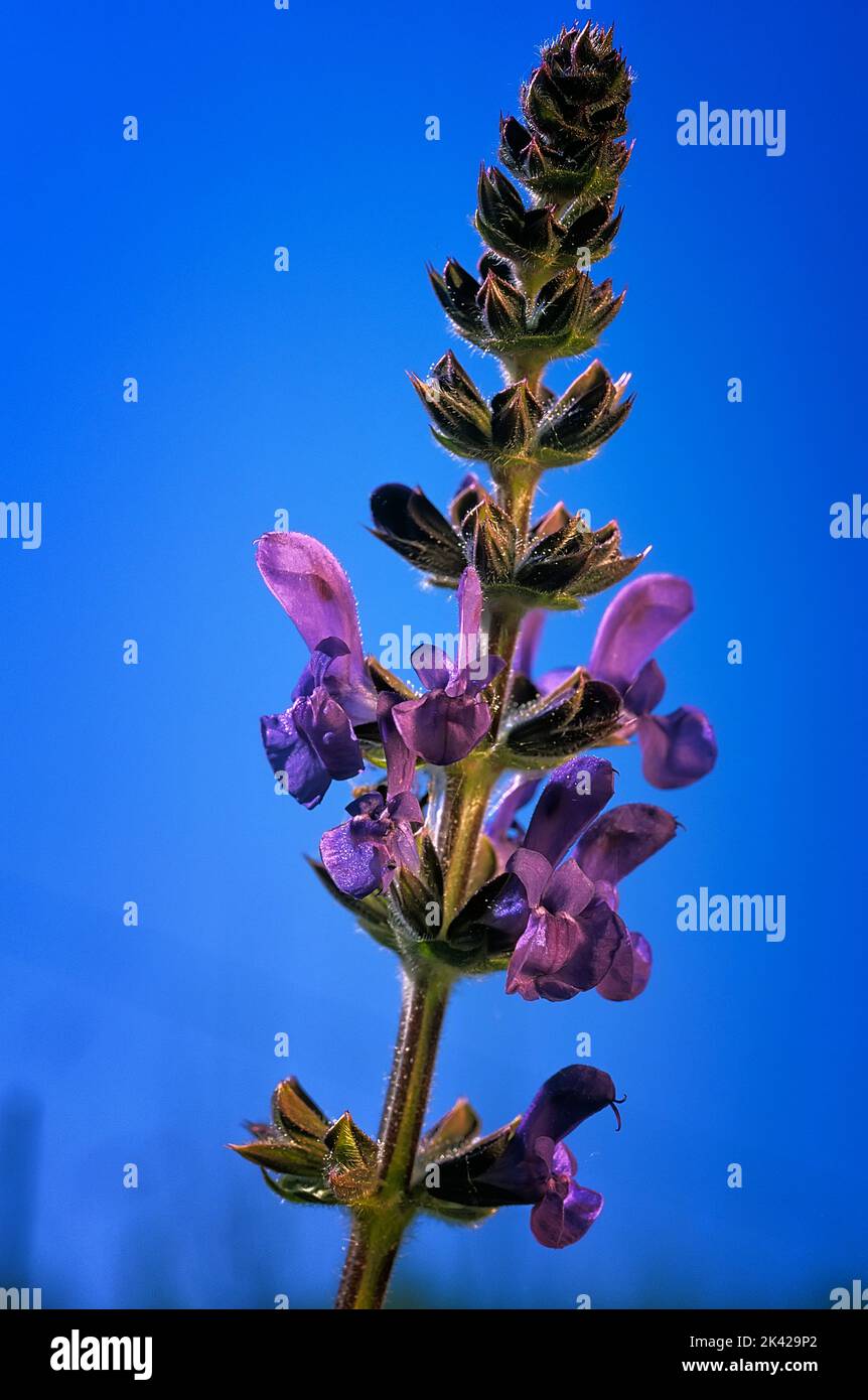 Salvia pratensis; Lamiaceae; wildflower; perennial herb; flower violet ...