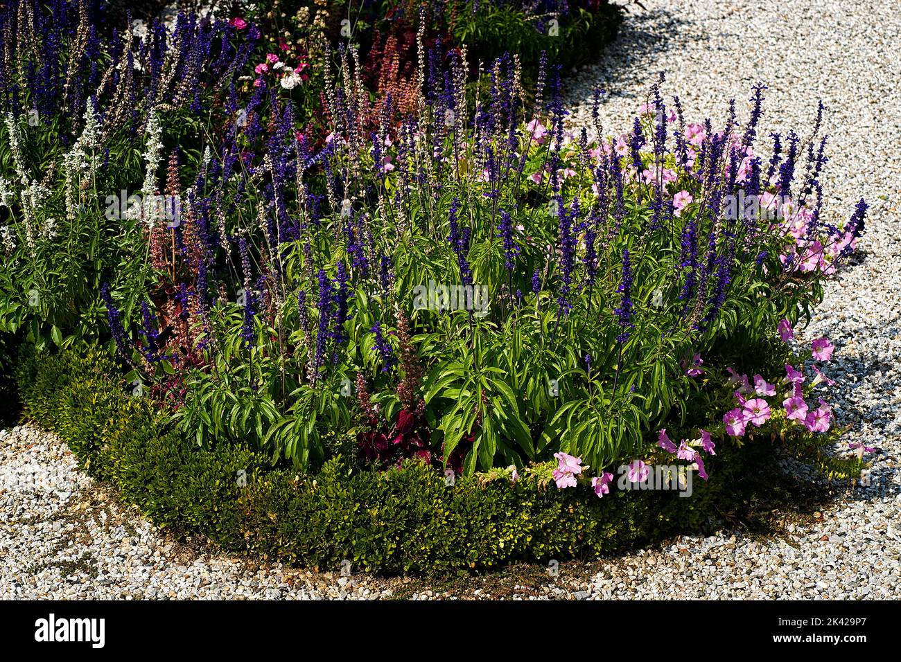 Salvia farinacea cv. Victoria blue; Lamiaceae; perennial herb; flower blue Stock Photo