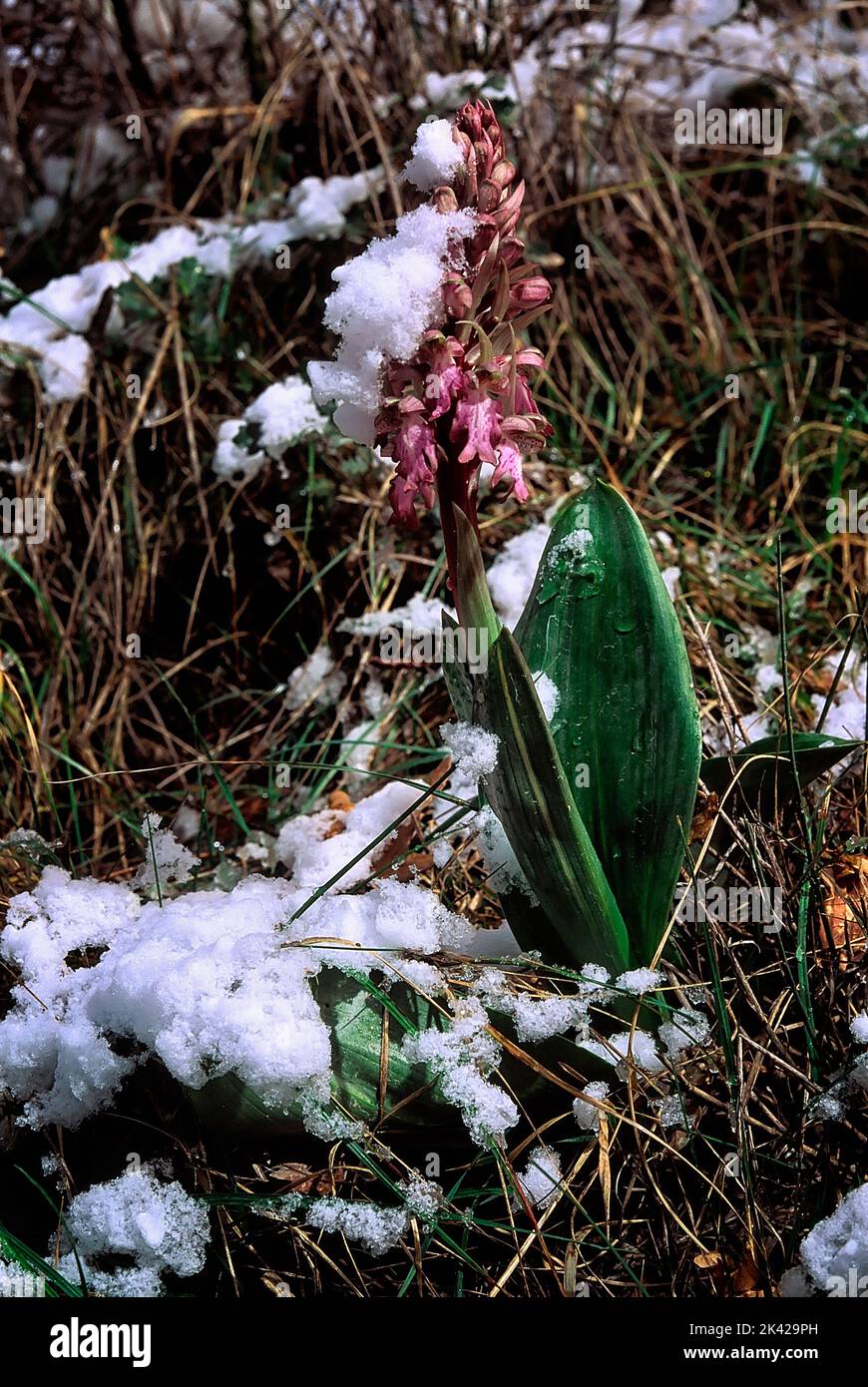 Barlia robertiana (Orchidaceae), spontaneous orchid blooming under the snow. Stock Photo