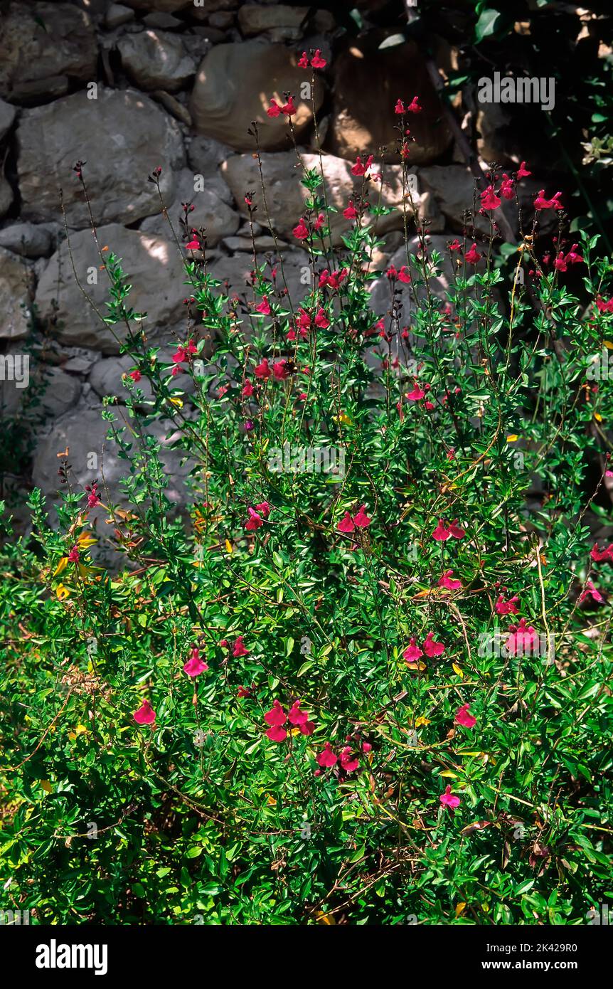 Salvia greggii; Lamiaceae; ornamental sage; perennial herb; flower red Stock Photo Alamy