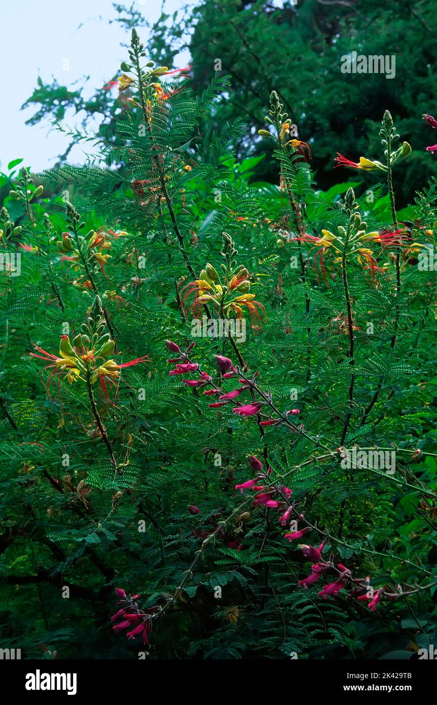 Salvia involucrata cv. Bethelli; Lamiaceae; and  Caesalpina gilliesii; Caesalpinaceae; ornamental plant Stock Photo