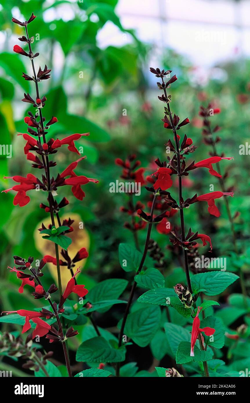 Scarlet Sage (Salvia coccinea cv. Lady in Red); Lamiaceae; ornamental sage; perennial herb; flower red Stock Photo