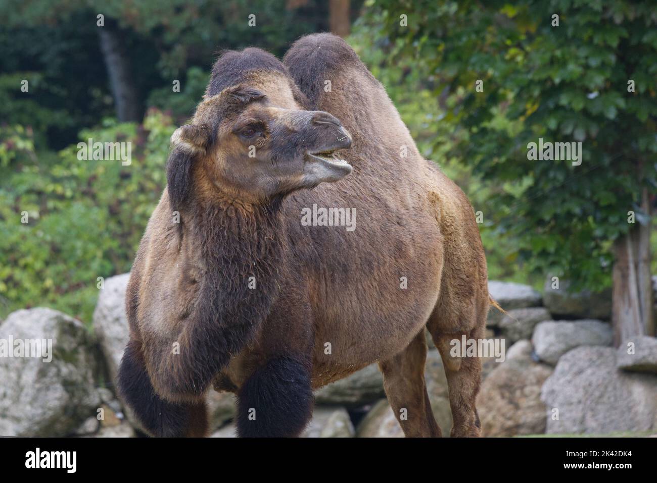 Bactrian camel in the wildness, stone rocks, green trees Stock Photo