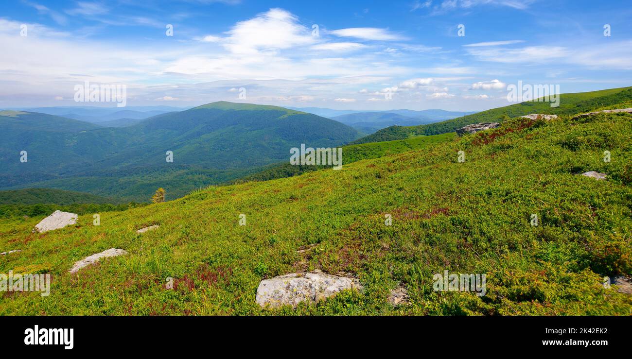 alpine meadows of carpathian mountains. stones among the grass. warm sunny weather Stock Photo