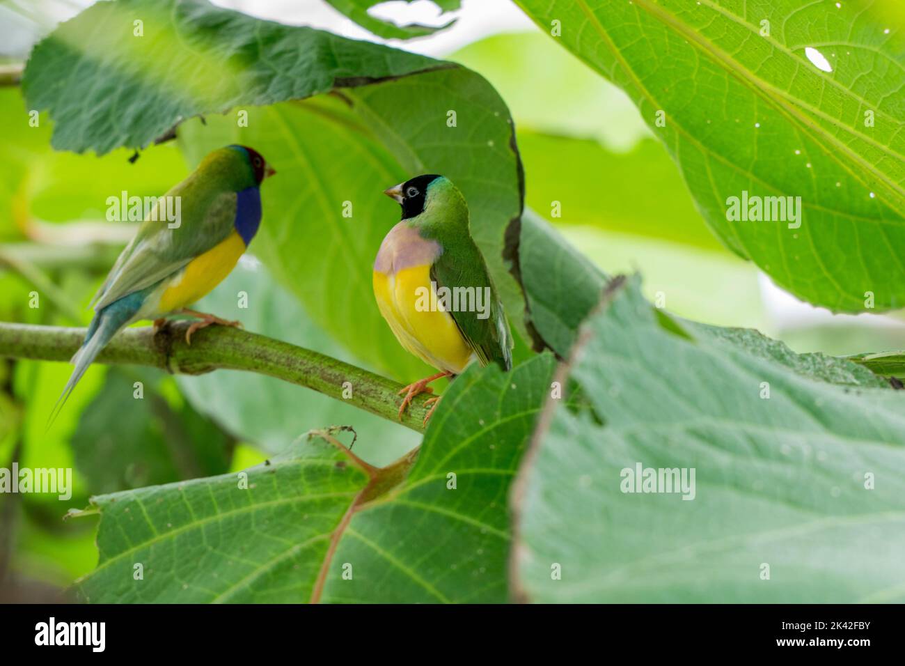 Gouldian finch the Lady Gouldian finch, Gould's finch or the rainbow