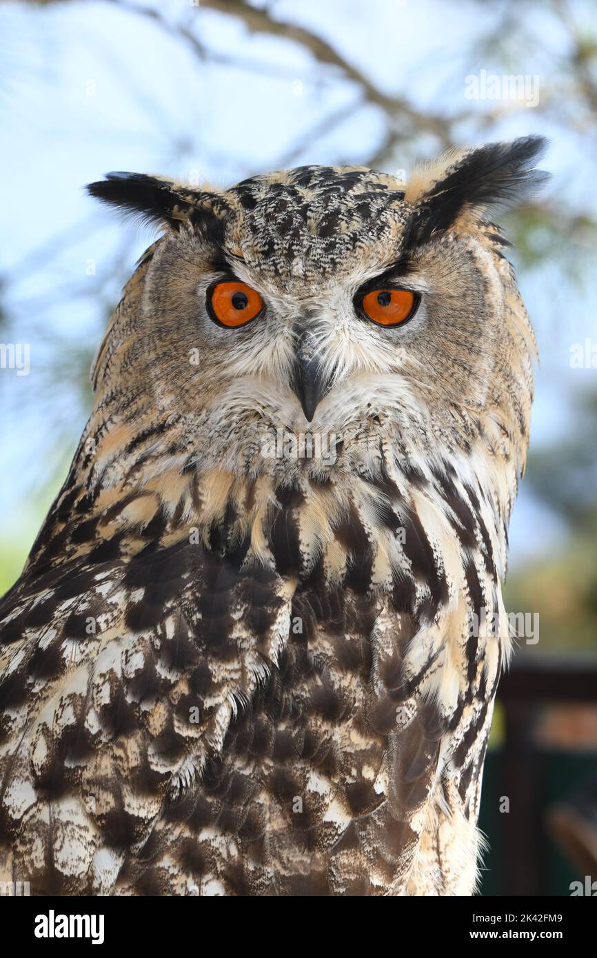 eurasian eagle owl Stock Photo - Alamy