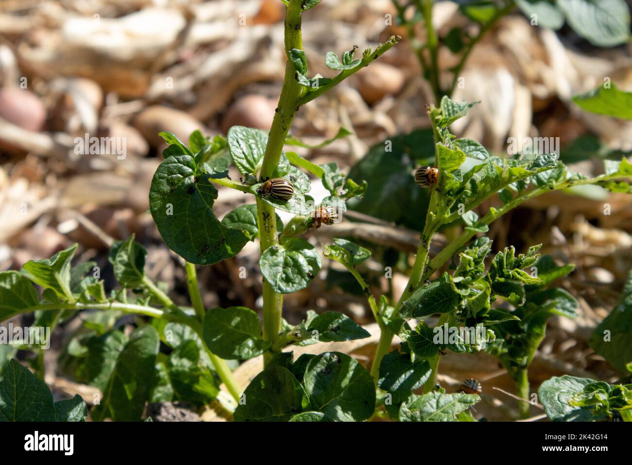 colorado potato beetle eats leaves of potato with blurred background in