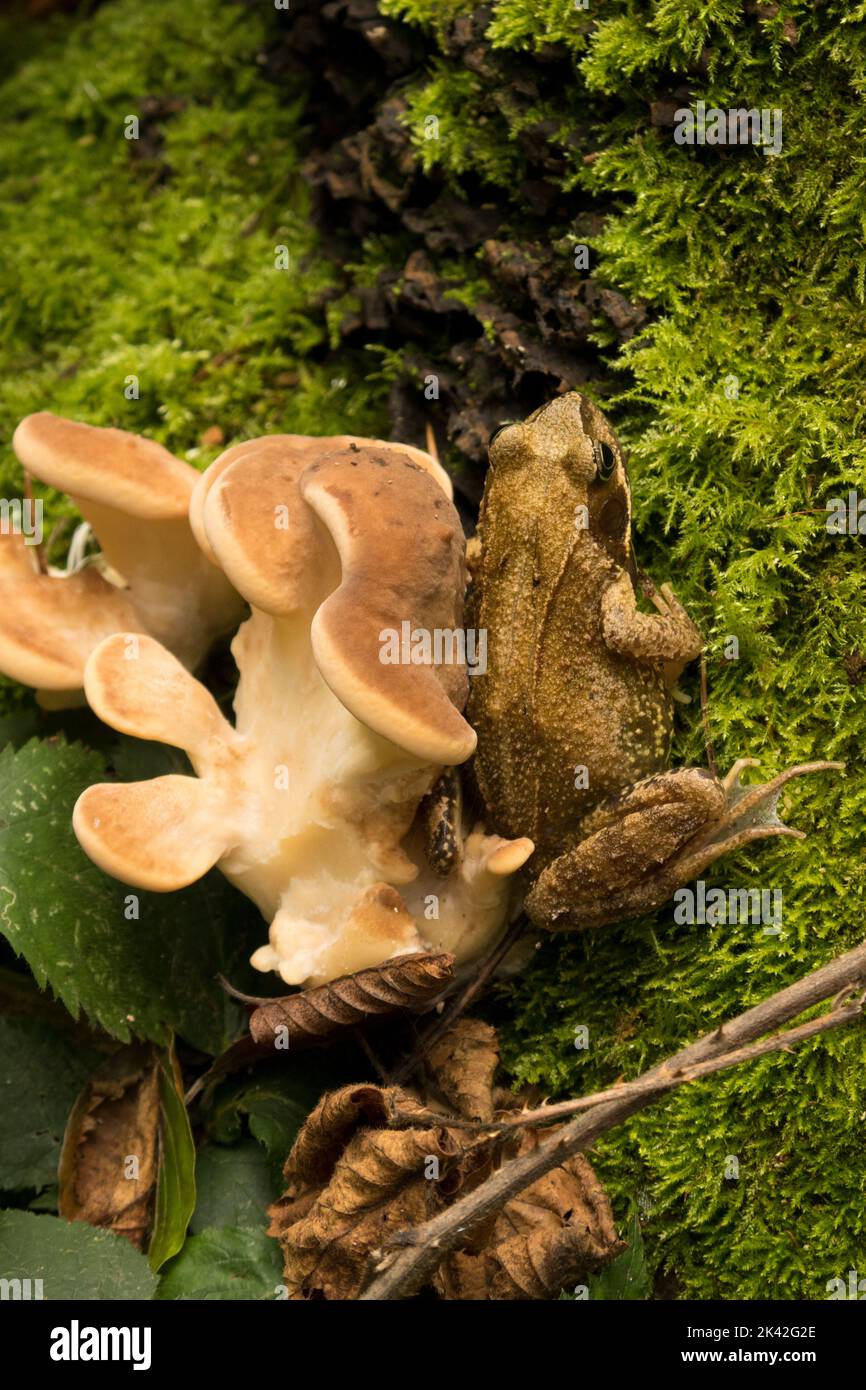 Frog with fungus Stock Photo