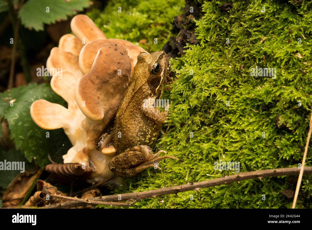 Frog with fungus Stock Photo