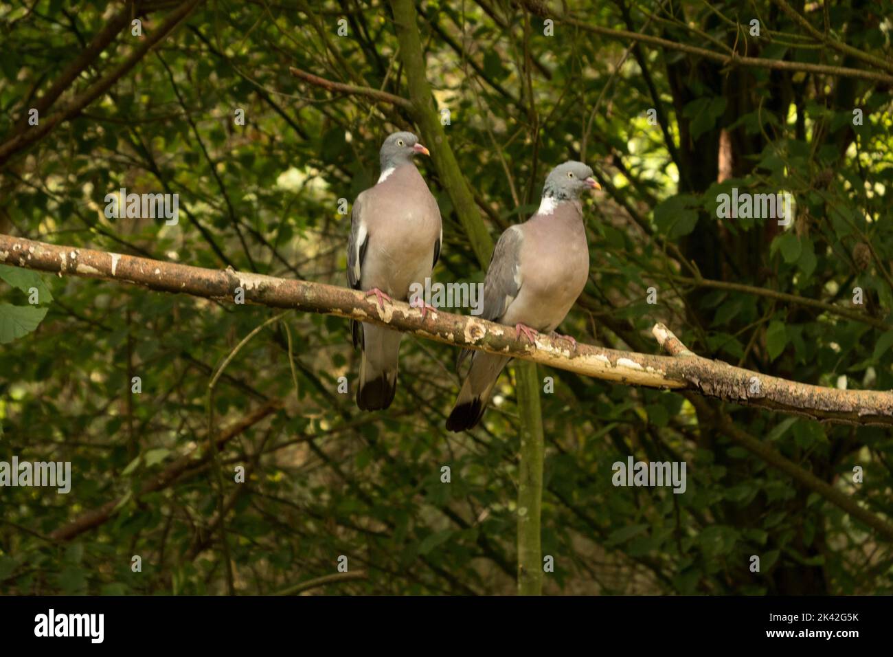 Wood Pigeon pair Stock Photo
