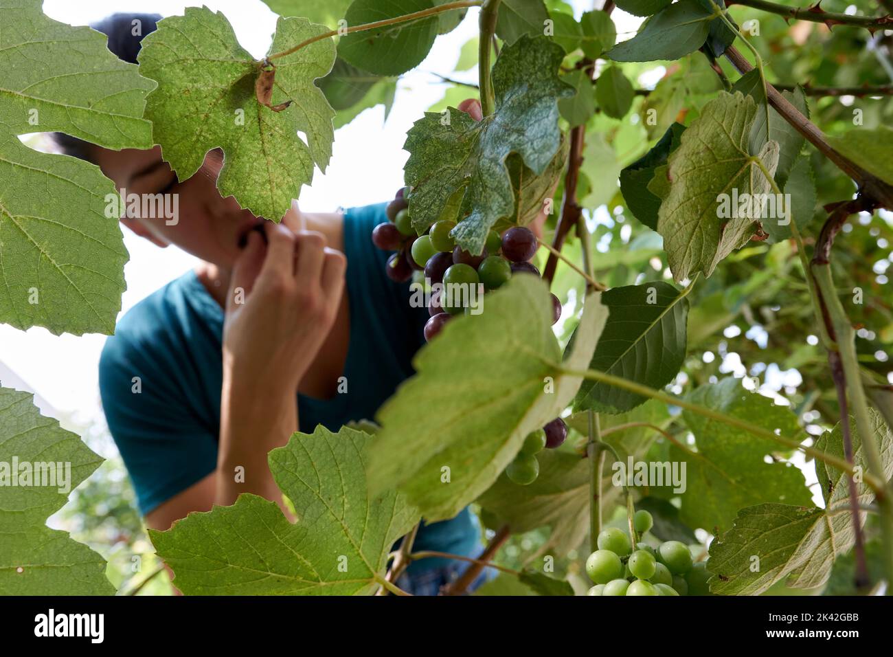 Women verifying grapes from the green leaf vineyard, wide angle view from below Stock Photo