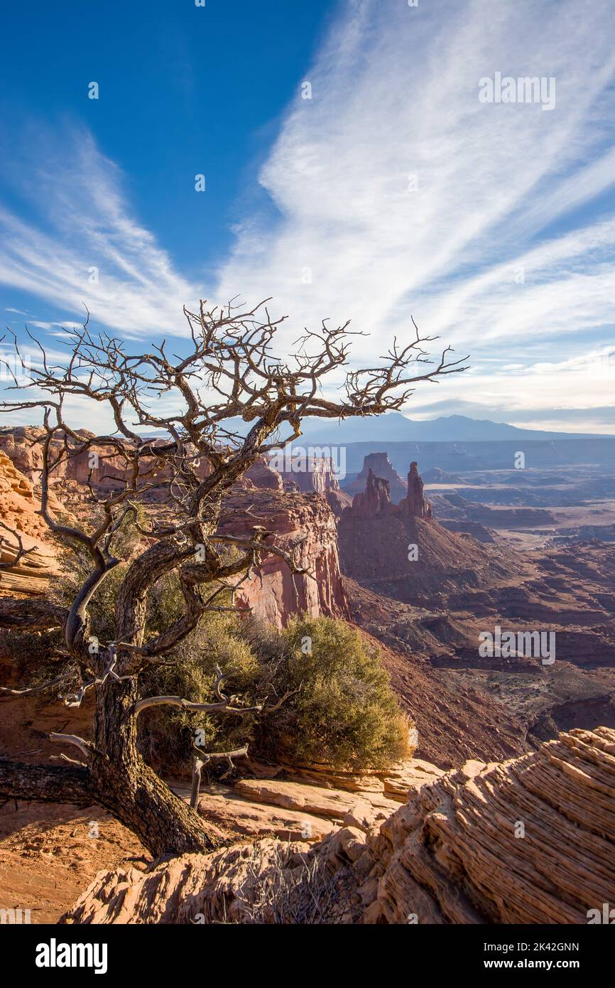 Dead pinyon tree with Washer Woman Arch, Monster Tower & Airport Tower ...
