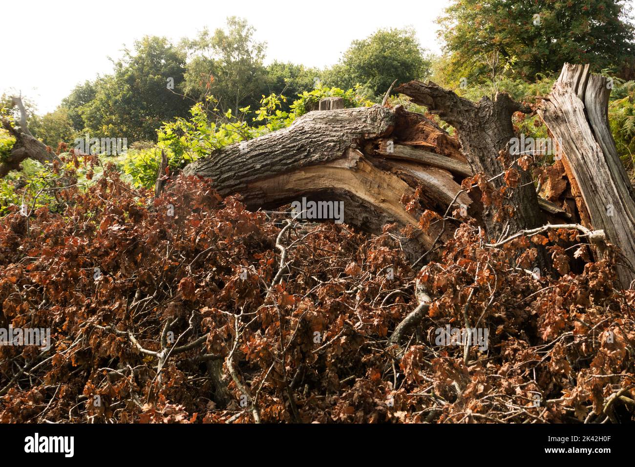 fallen oak tree Stock Photo