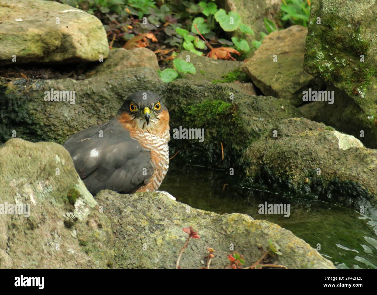 Sparrowhawk taking a bath in a waterfall Stock Photo