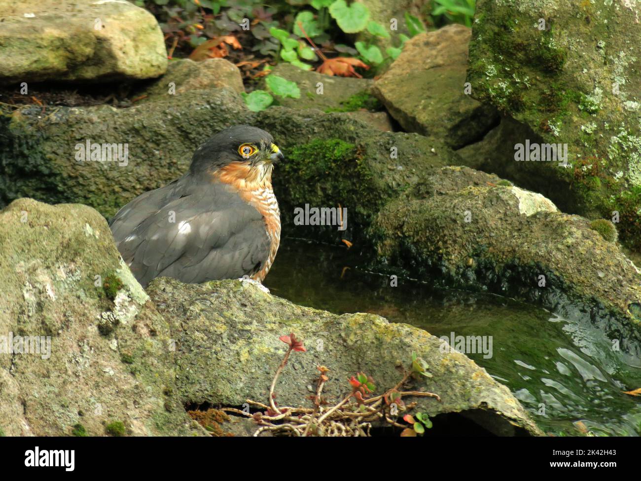 Sparrowhawk taking a bath in a waterfall Stock Photo